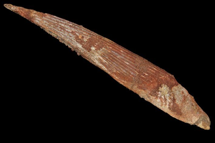 Fossil Shark (Hybodus) Dorsal Spine - Morocco #106548
